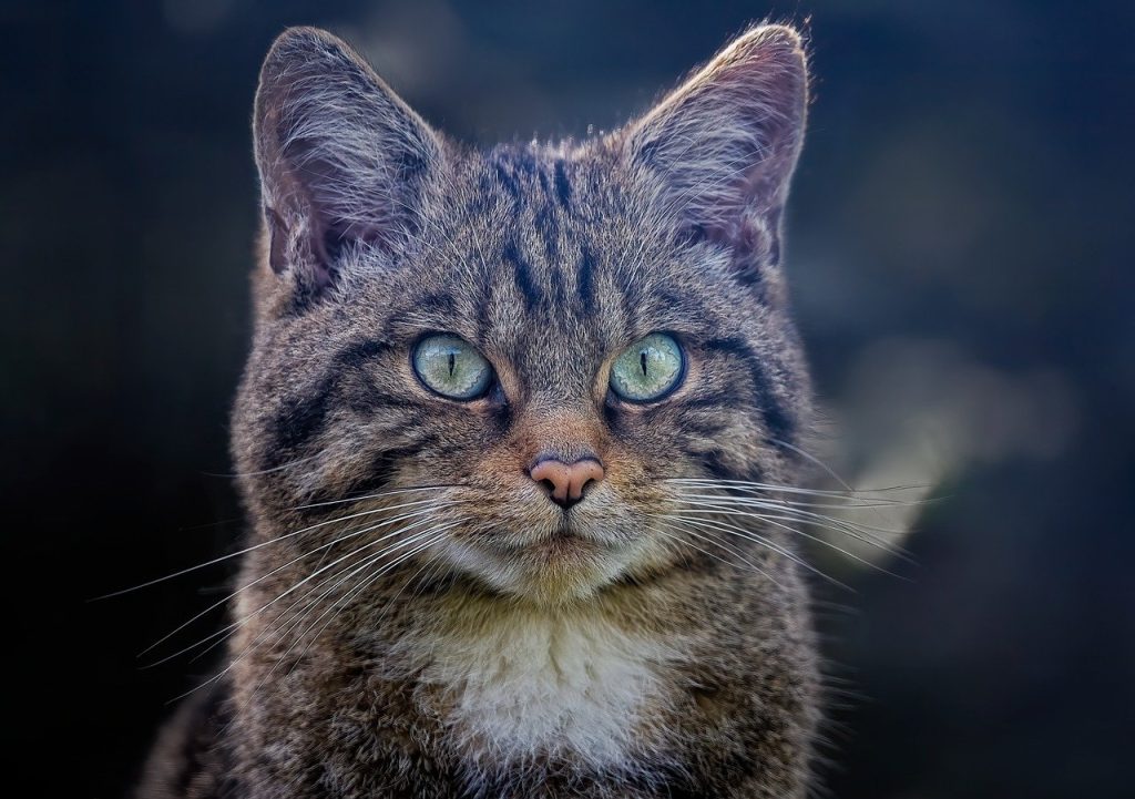 scottish wildcat, wildcat, feline-8232790.jpg